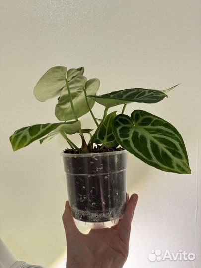 Антуриум Сильвер Блаш