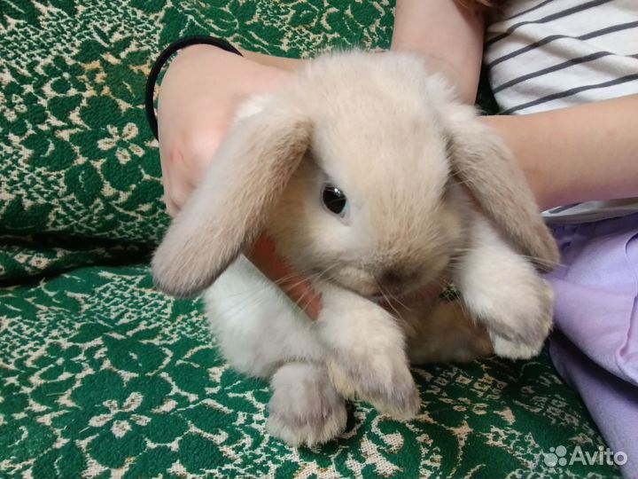 Декоративные крольчата
