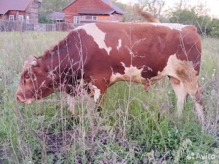 Бык на племя