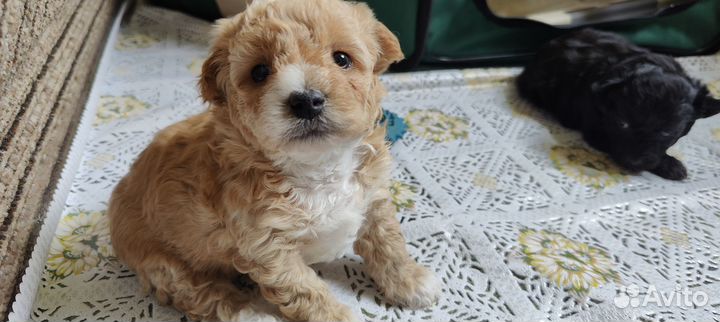 Щенки Той-пудель