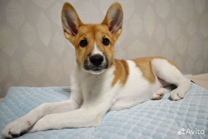 Щенок в дом