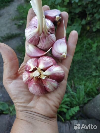 Семена чеснока 4-6 зубчиков и кустовой