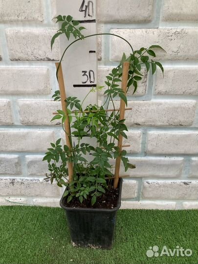 Жасмин комнатный из частной теплицы