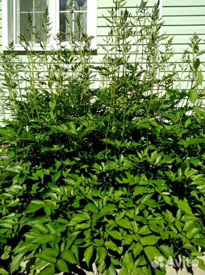 Хоста, астильба