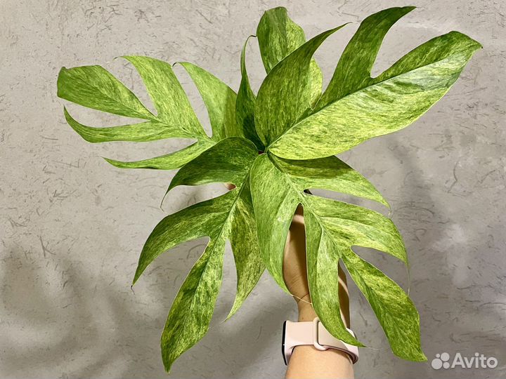 Эпипремнум минт