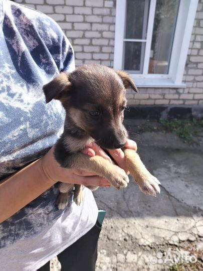 Щенок в добрые руки бесплатно