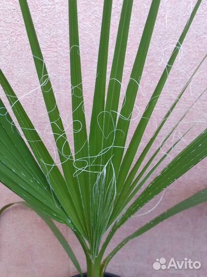 Пальма вашингтония нитевидная