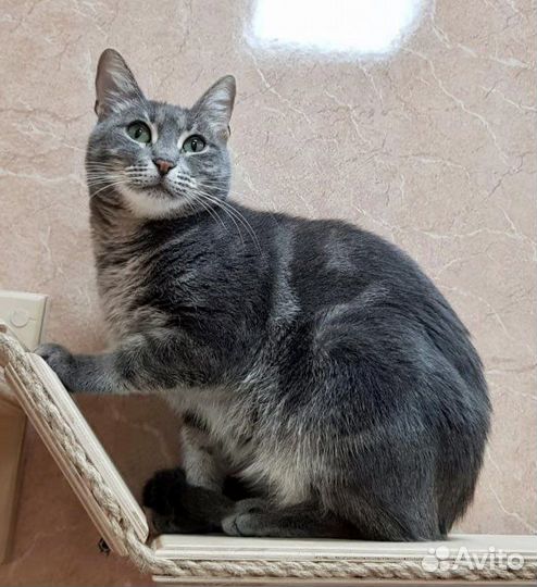 Аристократичная кошечка Мишель в добрые руки