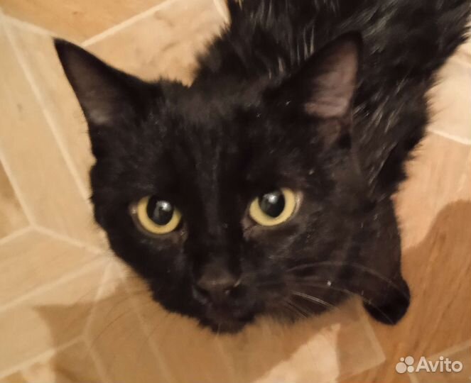 Котята в добрые руки даром