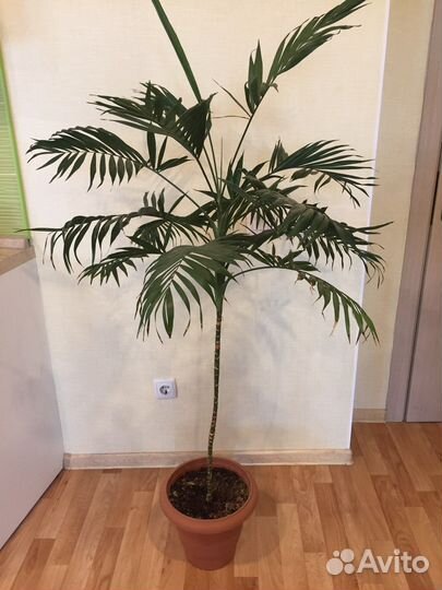 Пальма, драцена,фикус