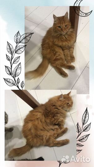 Отдам в хорошие руки