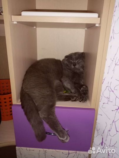 Шотландский вислоухий чистокровный кот. Случка