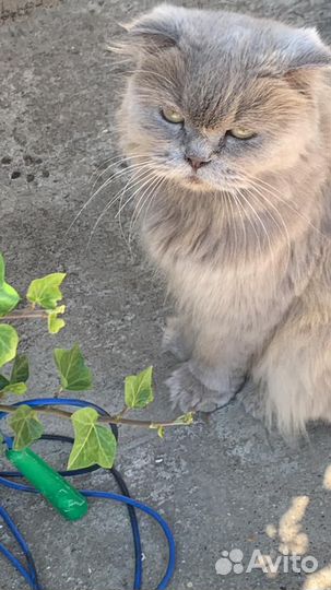 Кошка в добрые руки