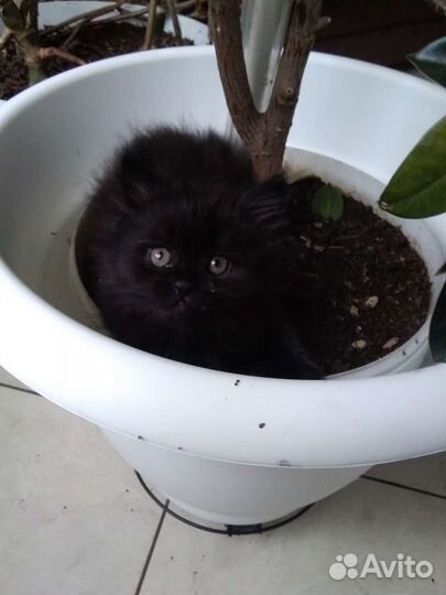 Котятки в добрые руки. Бесплатно