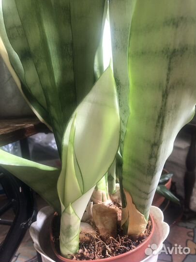 Сансевиерия Лунный Свет редкий суккулент