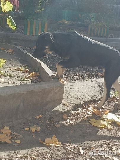 Щенок подросток