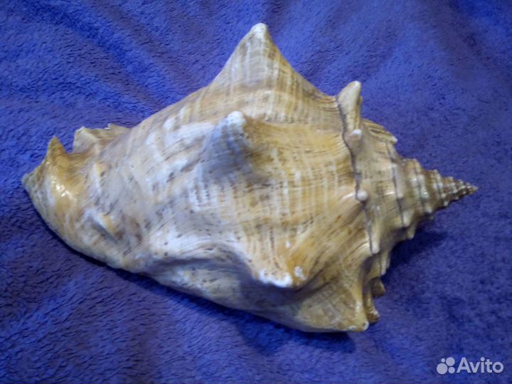 Морская ракушка