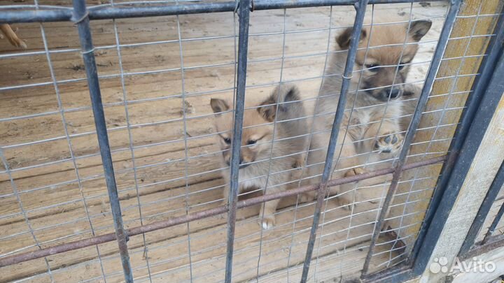 Продам щенков карело-финской лайки