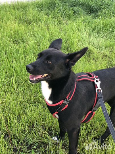 Собаки в дар