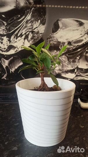 Бонсай Фикус микрокарпа генсенг