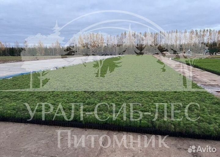 Сеянцы Лиственницы Сибирской с зкс