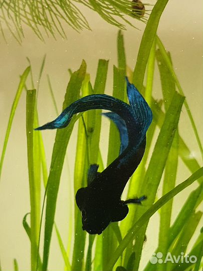 Аквариум рыбка петушок