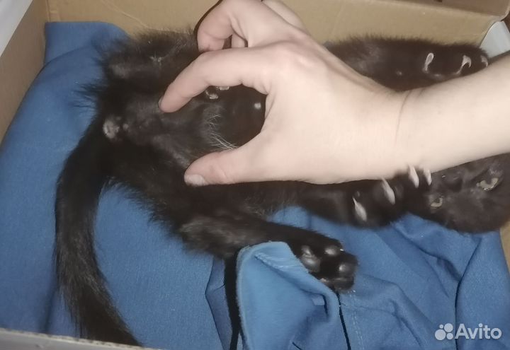 Кошка, котёнок