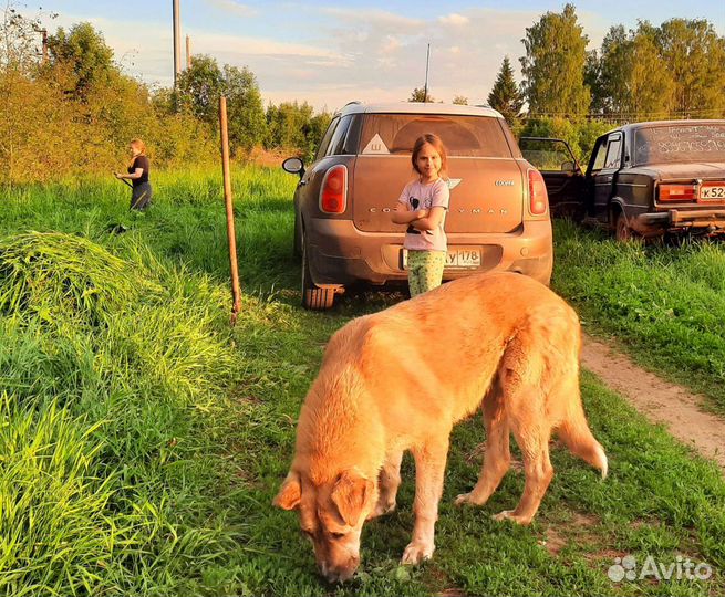 Передержка для собак