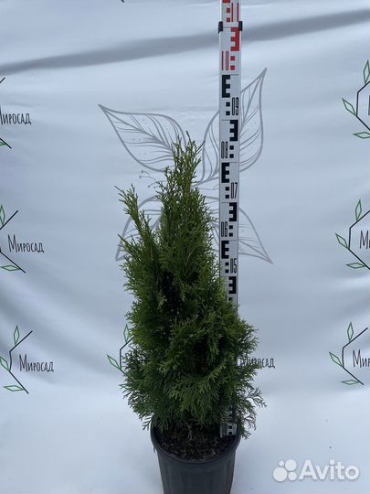 Туя смарагд