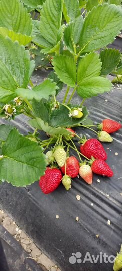 Рассада клубники