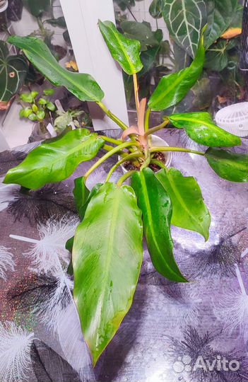 Комнатные цветы