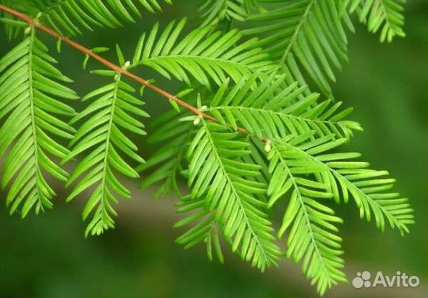 Метасеквойя глиптостробусовая