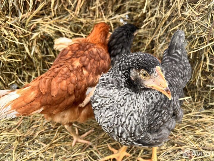 Kуpы нeсушки молодки