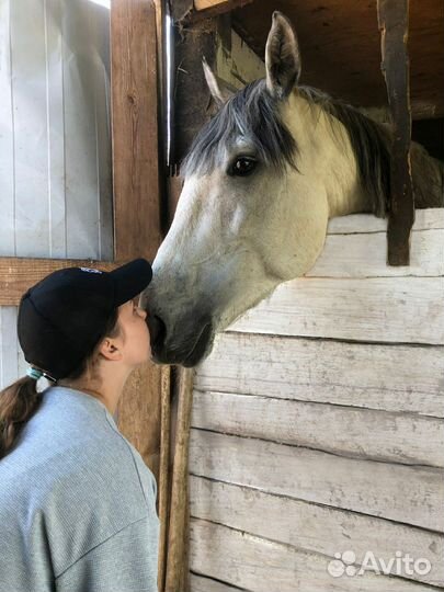 Жеребец орловский рысак