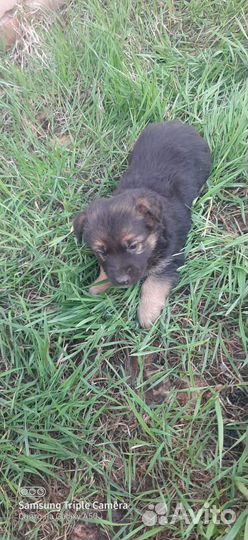 Продам щенят