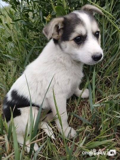 Щенки в заботливые руки (бесплатно)