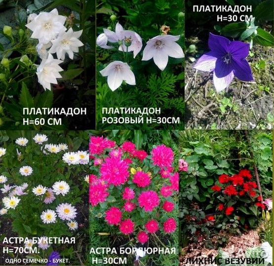 Семена многолетних цветов