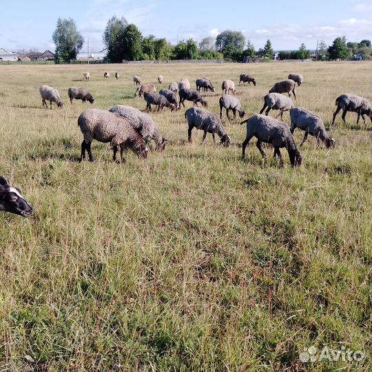 Романовские овцы, и бараны на племя
