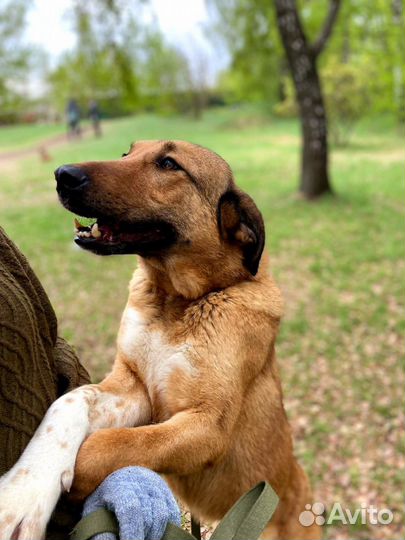 Спасите Тиффани из приюта