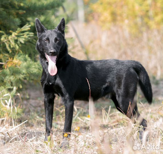Умнейший пес Пацан