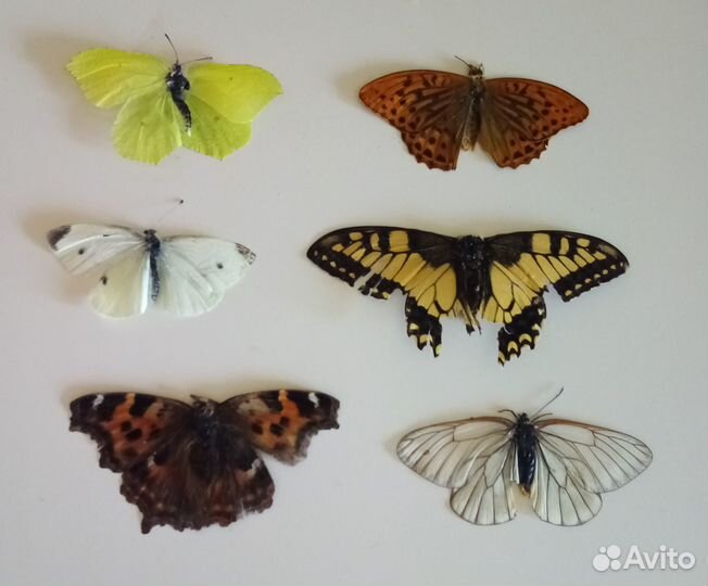 Бабочки в рамках