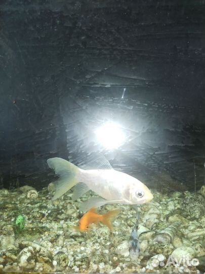 Рыба камета(белого цвета)