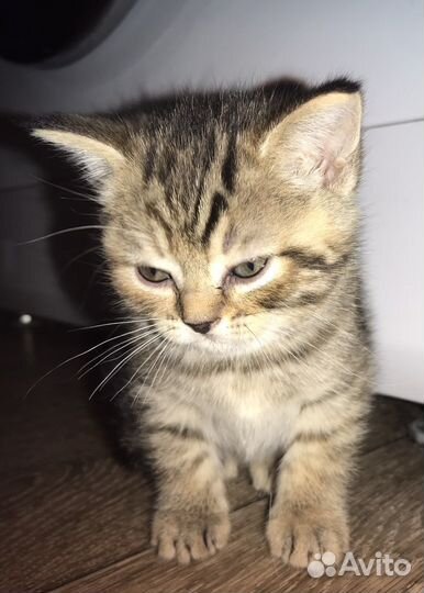 Шотландские котята