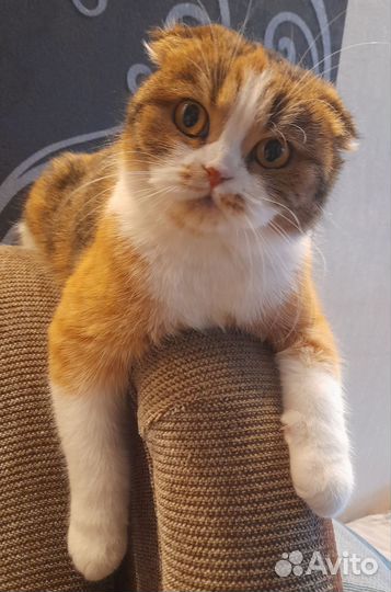Продажа шотландских котят