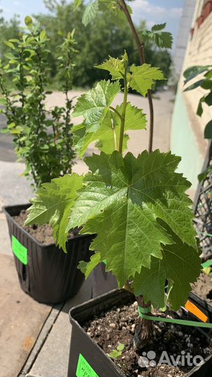 Виноград в ассортименте