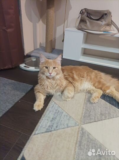 Молодой коти приглашает кошечку на вязку