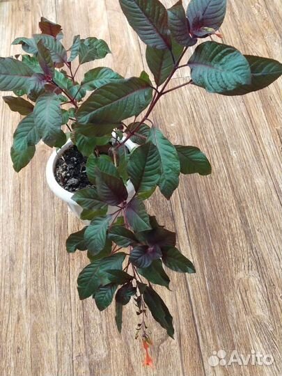 Цветы домашние и дачные