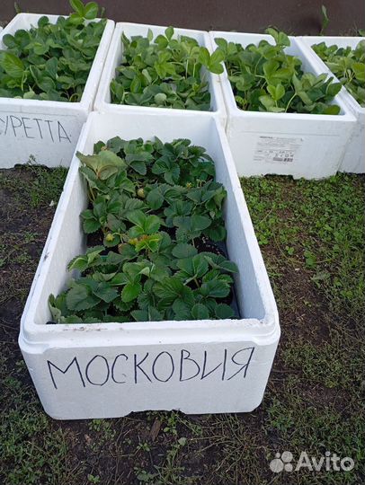 Рассада клубники москова