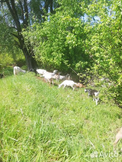 Козы ламанча