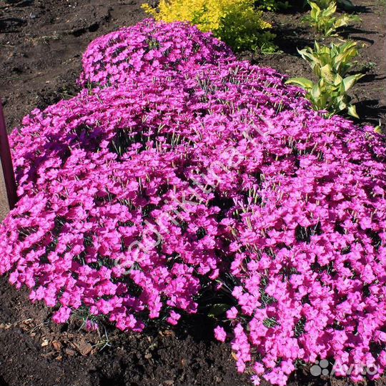 Многолетники